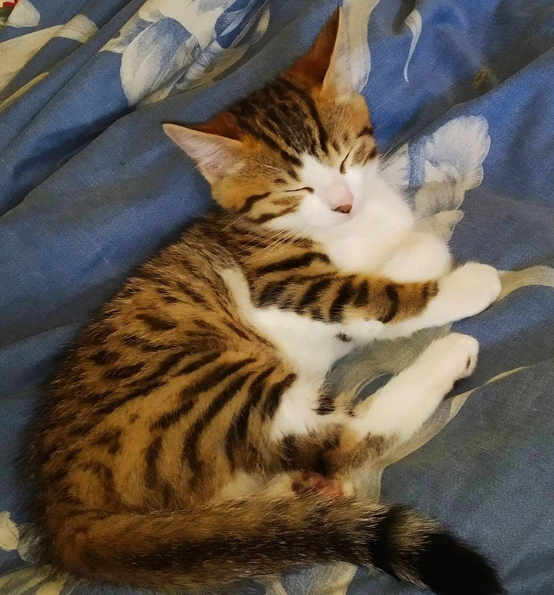 Onyx participe au concours pour gagner de l'argent avec cette photo : carnivore, cat, claw, comfort, domestic_short_haired_cat, fawn, felidae, fur, paw, small_to_medium_sized_cats, tail, terrestrial_animal, whiskers