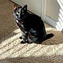 Angel is registered to the contest to win money with this photo: black_cat, cat, pet, animal, indoor, carpet, sunlight, shadow, window, door, feline, sitting, green_eyes, domestic_cat, striped_shadow, home, light, sunbeam, relaxing, cute