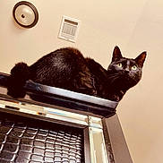 Angel joined the competition — help win amazing prizes! black_cat, cat, indoor, furniture, ceiling_light, green_eyes, pet, animal, looking_up, whiskers, ears, tail, close_up, domestic_cat, black_fur, curious, resting, low_angle, home, wall