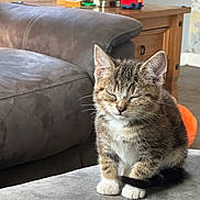 Pablo is registered to the contest to win money with this photo: kitten, cat, tabby, white_paws, closed_eyes, sitting, indoor, furniture, couch, wooden_table, toy_truck, gray_surface, cozy, pet, fur, whiskers, young, cute, domestic, relaxed