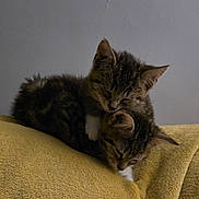 Win joined the competition — help win amazing prizes! kitten, cat, tabby, sleeping, cute, pets, furry, animal, cozy, snuggling, yellow_blanket, resting, domestic_cat, fur, whiskers, ears, indoor, soft, pile, gray_wall