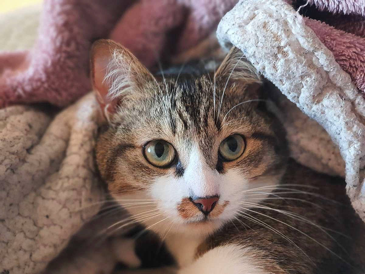 Papouille a rejoint le concours — aidez-le/la à gagner de superbes lots ! carnivore, cat, close_up, comfort, domestic_short_haired_cat, felidae, fur, grass, iris, paw, small_to_medium_sized_cats, snout, terrestrial_animal, tree, whiskers, wildlife, window, wood