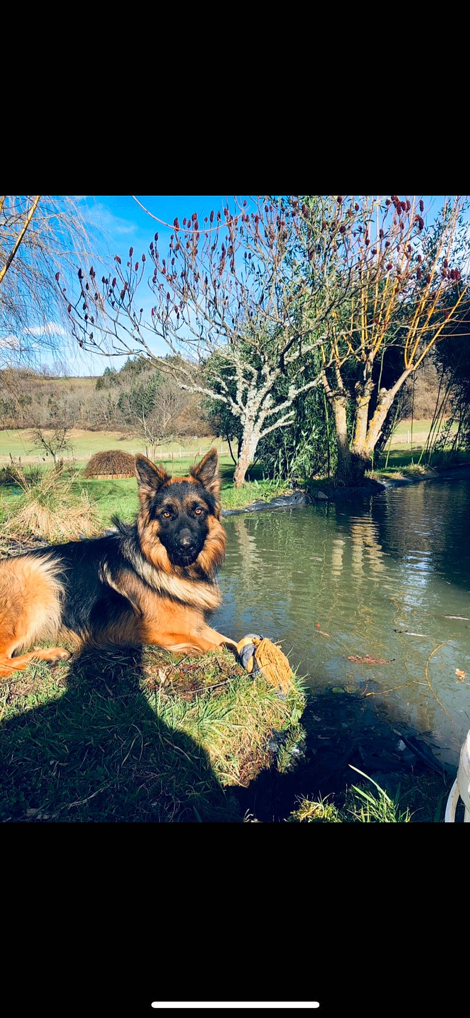 Pilgrim a rejoint le concours — aidez-le/la à gagner de superbes lots ! carnivore, companion_dog, dog, dog_breed, fawn, german_shepherd_dog, grass, herding_dog, king_shepherd, landscape, natural_landscape, old_german_shepherd_dog, people_in_nature, plant, sky, sporting_group, tints_and_shades, tree, water, watercourse