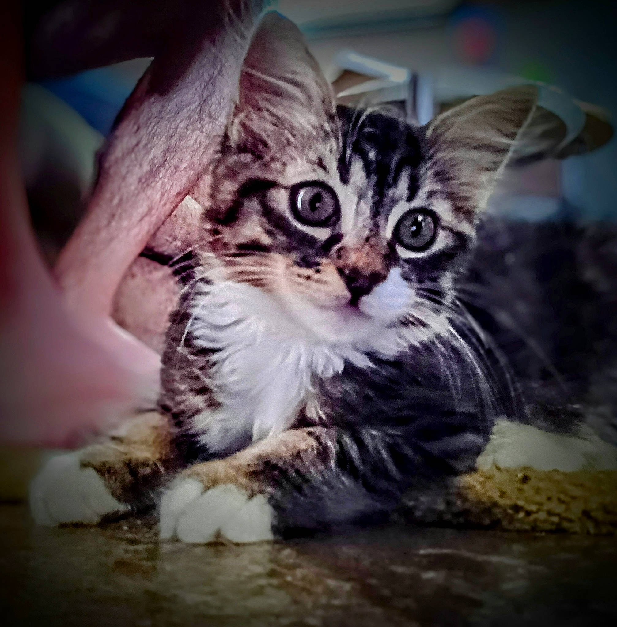 Queso is registered to the contest to win money with this photo: carnivore, cat, claw, felidae, fur, organism, paw, photo_caption, small_to_medium_sized_cats, water, whiskers