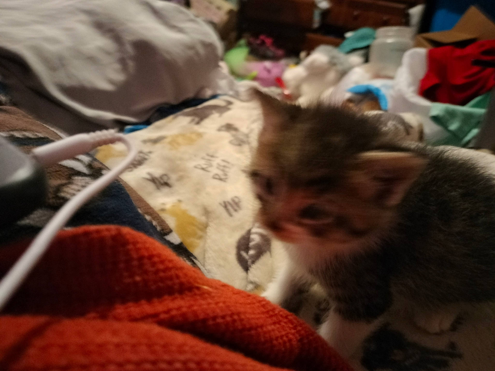 Tater is registered to the contest to win money with this photo: bedding, carnivore, cat, claw, cloud, comfort, domestic_short_haired_cat, fawn, felidae, fur, linens, nap, paw, small_to_medium_sized_cats, tail, textile, whiskers, wool, woolen, woven_fabric