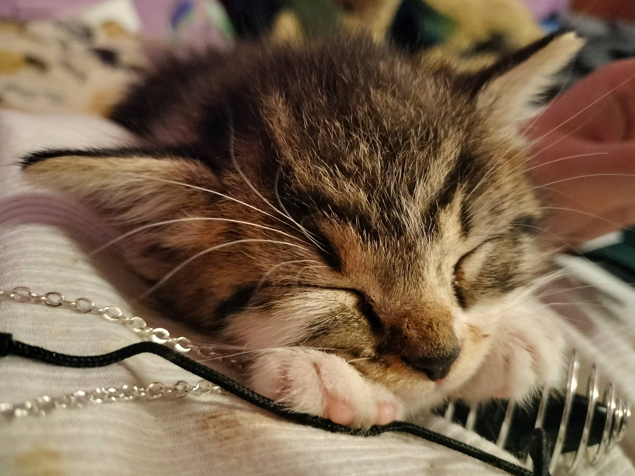 Tater joined the competition — help win amazing prizes! carnivore, cat, claw, comfort, domestic_short_haired_cat, ear, eye, felidae, flooring, foot, fur, nap, paw, sleep, small_to_medium_sized_cats, snout, whiskers, wildlife