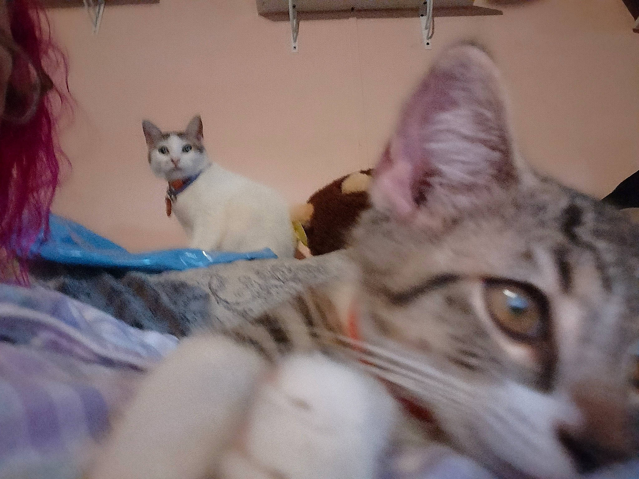 Tater joined the competition — help win amazing prizes! carnivore, cat, comfort, domestic_short_haired_cat, ear, felidae, fur, paw, sitting, small_to_medium_sized_cats, snout, tail, vertebrate, whiskers