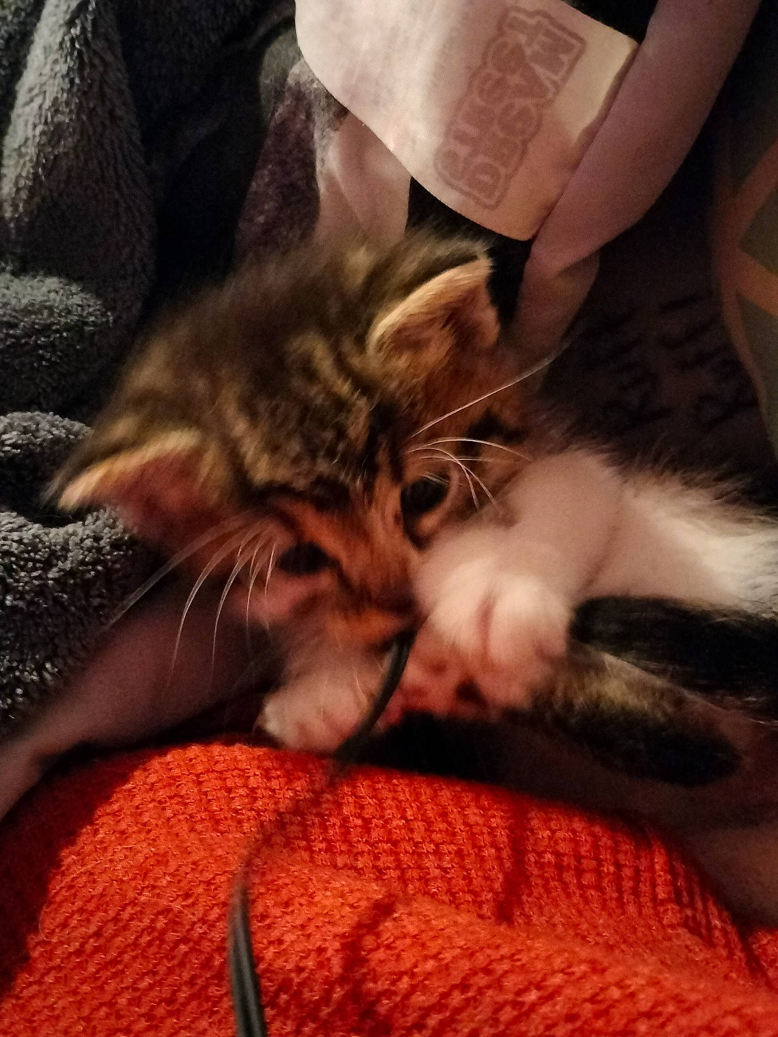 Tater joined the competition — help win amazing prizes! carnivore, cat, claw, cloud, comfort, domestic_short_haired_cat, fawn, felidae, fur, human_leg, lap, leg, nap, paw, sky, small_to_medium_sized_cats, snout, tail, whiskers, wood