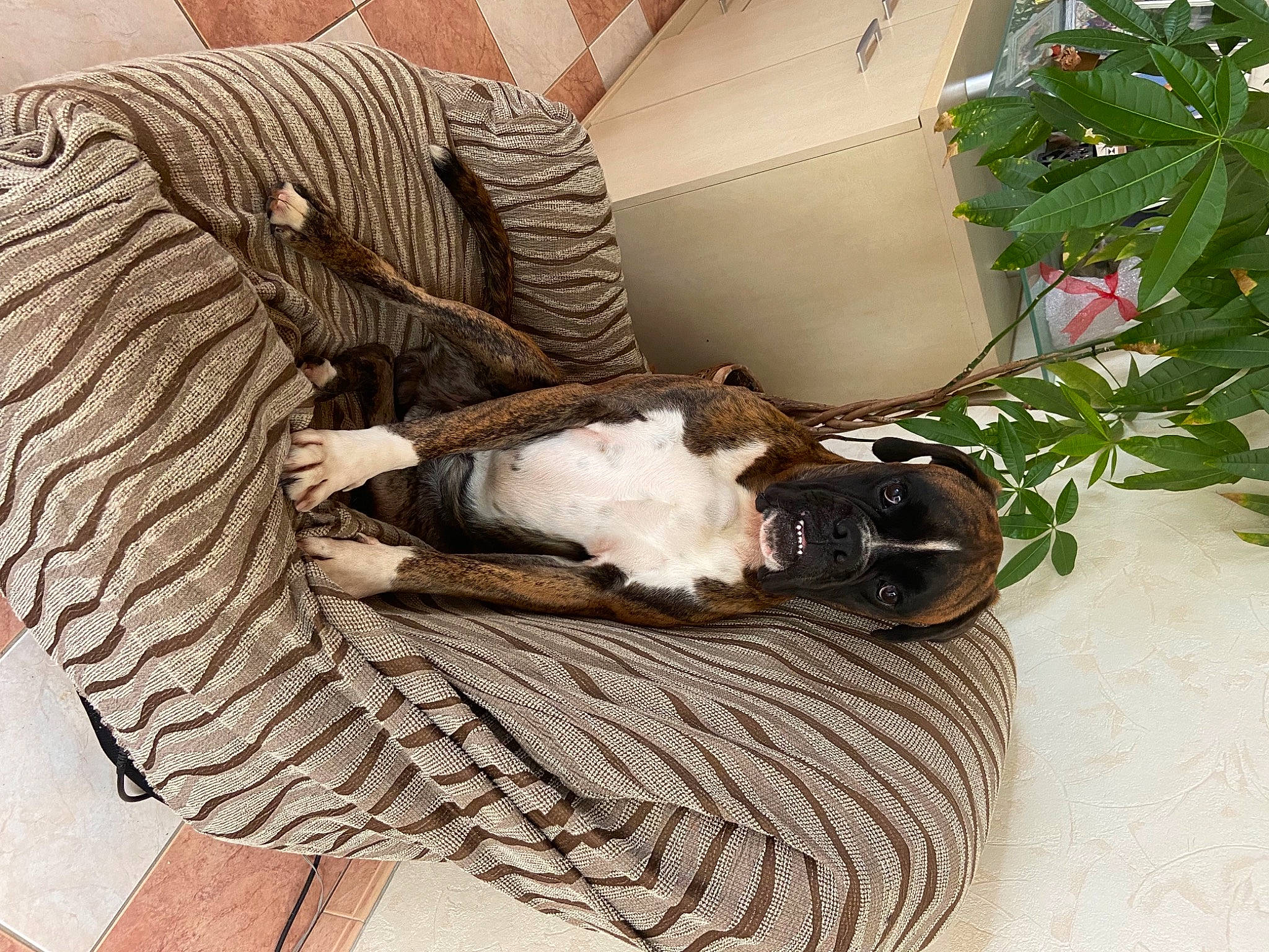 Rocco participe au concours pour gagner de l'argent avec cette photo : basket, event, fashion_accessory, feather, flooring, flower_arranging, fur, grass, headgear, linens, metal, ornament, petal, plant, sculpture, shoe, sitting, twig, wood, wool