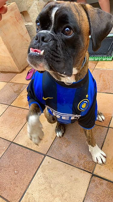 Rocco participe au concours pour gagner de l'argent avec cette photo : canidae, carnivore, collar, companion_dog, dog, dog_breed, dog_clothes, dog_collar, dog_supply, electric_blue, fawn, flooring, leash, molosser, pet_supply, snout, sporting_group, working_animal, working_dog, wrinkle