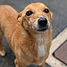 dog, animal, pet, canine, brown, tan, white_patch, close_up, outdoor, pavement, fur, ears, snout, portrait, looking_up, whiskers, tail, companion, friendly, cute