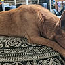 dog, brown_dog, lying_down, cushion, patterned_cushion, indoor, carpet, ears_up, pet, resting, animal, side_view, floor, cozy, relaxed, home, domestic, fur, paw, looking