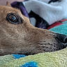 dog, close_up, face, fur, eye, nose, blanket, texture, resting, cozy, animal, pet, warm, soft, colorful, indoor, portrait, snout, sleepy, relaxed