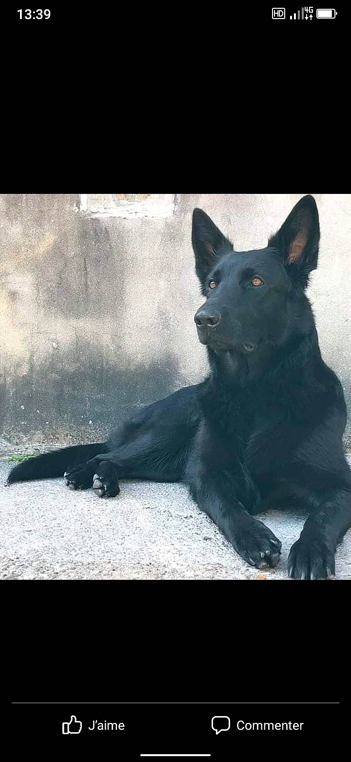 Lara participe au concours pour gagner de l'argent avec cette photo : black_norwegian_elkhound, canidae, carnivore, dog, dog_breed, herding_dog, non_sporting_group, shadow, sporting_group, tail, tints_and_shades, working_dog