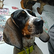Tayla a rejoint le concours — aidez-le/la à gagner de superbes lots ! animal_head, animal_mount, beagle, black, brown, ceiling, close_up, collar, dog, ears, furniture, hunting_trophy, indoor, person_partial, pet, photograph, snout, wall, white, yellow