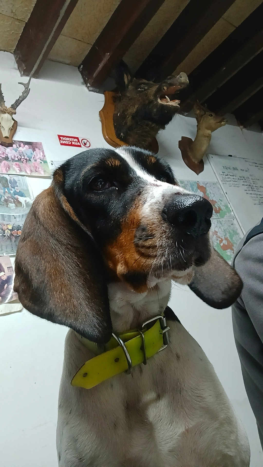 Tayla a rejoint le concours — aidez-le/la à gagner de superbes lots ! animal_head, animal_mount, beagle, black, brown, ceiling, close_up, collar, dog, ears, furniture, hunting_trophy, indoor, person_partial, pet, photograph, snout, wall, white, yellow
