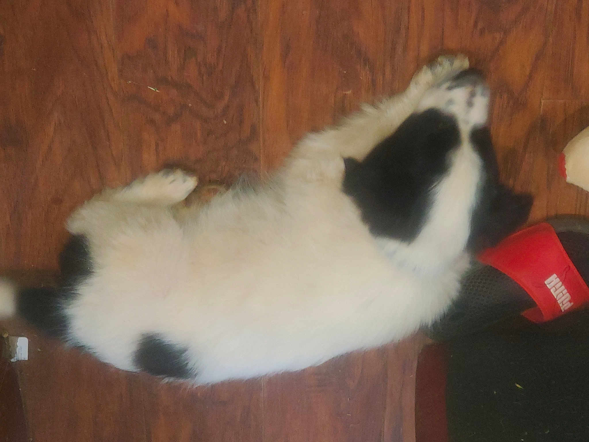 Dottie