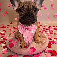 Sky is registered to the contest to win money with this photo: dog, french_bulldog, puppy, pink_bow, bow_tie, heart_confetti, valentine, pet, portrait, close_up, big_ears, paws, dog_bed, cute, studio_shot, cute_expression, decorations, soft_texture, sitting, brown_coat