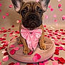dog, french_bulldog, puppy, pink_bow, bow_tie, heart_confetti, valentine, pet, portrait, close_up, big_ears, paws, dog_bed, cute, studio_shot, cute_expression, decorations, soft_texture, sitting, brown_coat