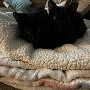 Boo Hoo is registered to the contest to win money with this photo: black_cat, cat, pets, animal, cozy, blanket, couch, indoor, fur, two_animals, resting, cute, eyes, feline, soft_texture, home, domestic_animal, sleepy, animal_pair, relaxing