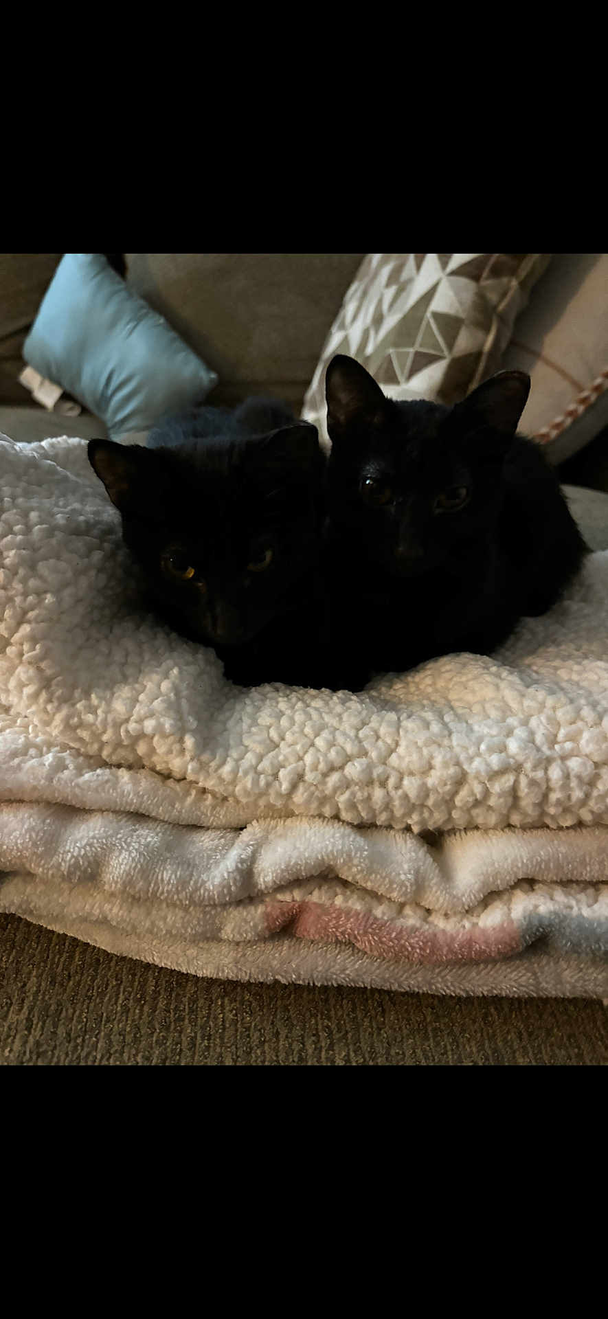 Boo Hoo is registered to the contest to win money with this photo: black_cat, cat, pets, animal, cozy, blanket, couch, indoor, fur, two_animals, resting, cute, eyes, feline, soft_texture, home, domestic_animal, sleepy, animal_pair, relaxing