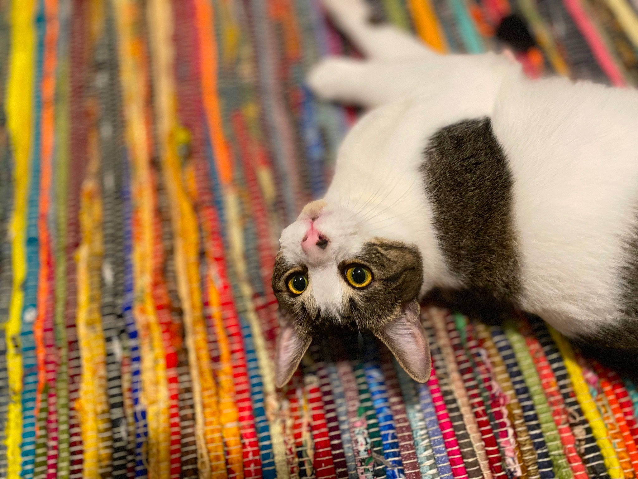 Ursula joined the competition — help win amazing prizes! carnivore, cat, comfort, domestic_short_haired_cat, fawn, felidae, flooring, fur, grey, linens, pattern, paw, plant, small_to_medium_sized_cats, snout, tail, terrestrial_animal, textile, whiskers, wood