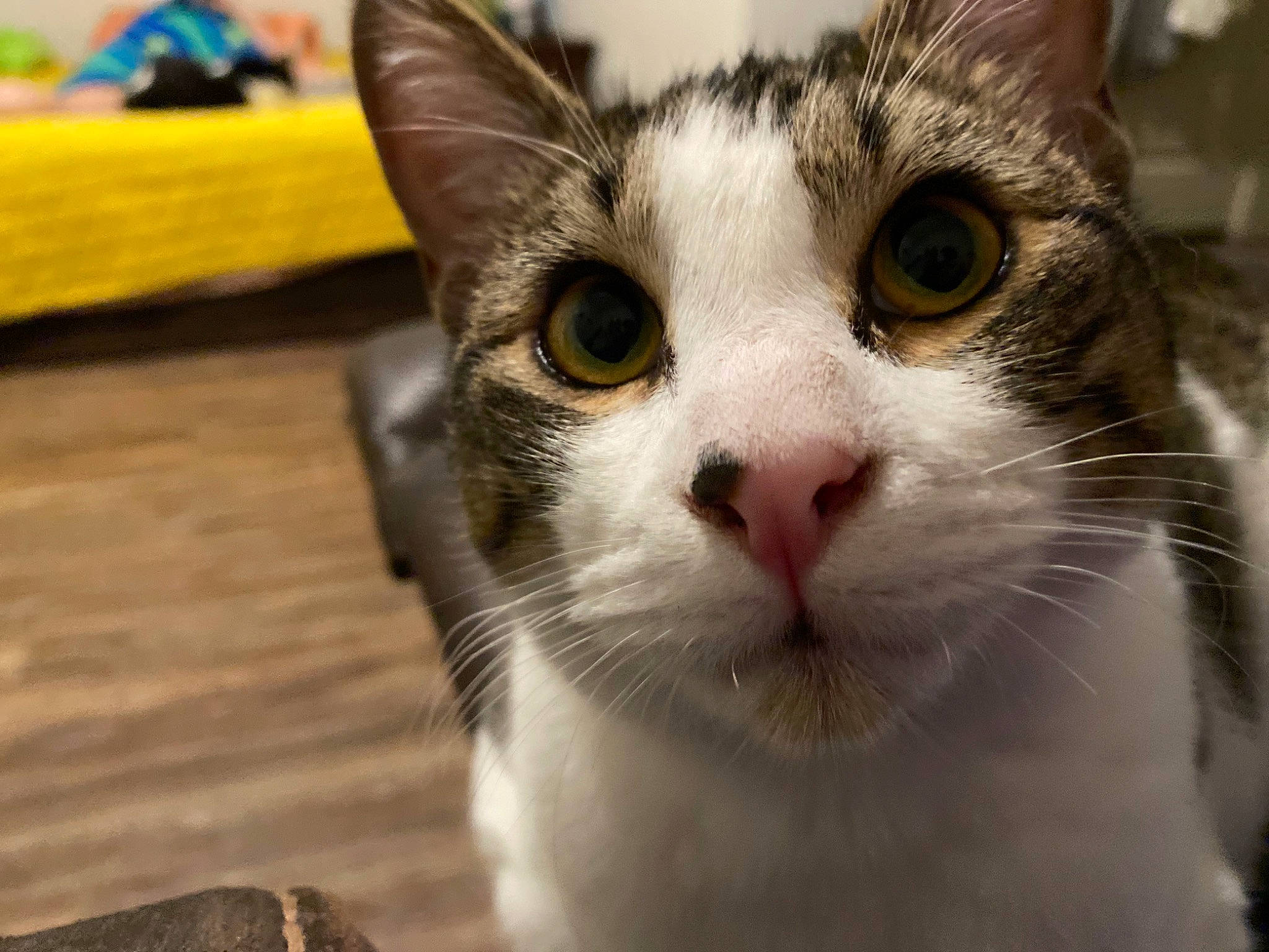 Ursula is registered to the contest to win money with this photo: carnivore, cat, collar, domestic_short_haired_cat, felidae, fur, small_to_medium_sized_cats, snout, whiskers, wood