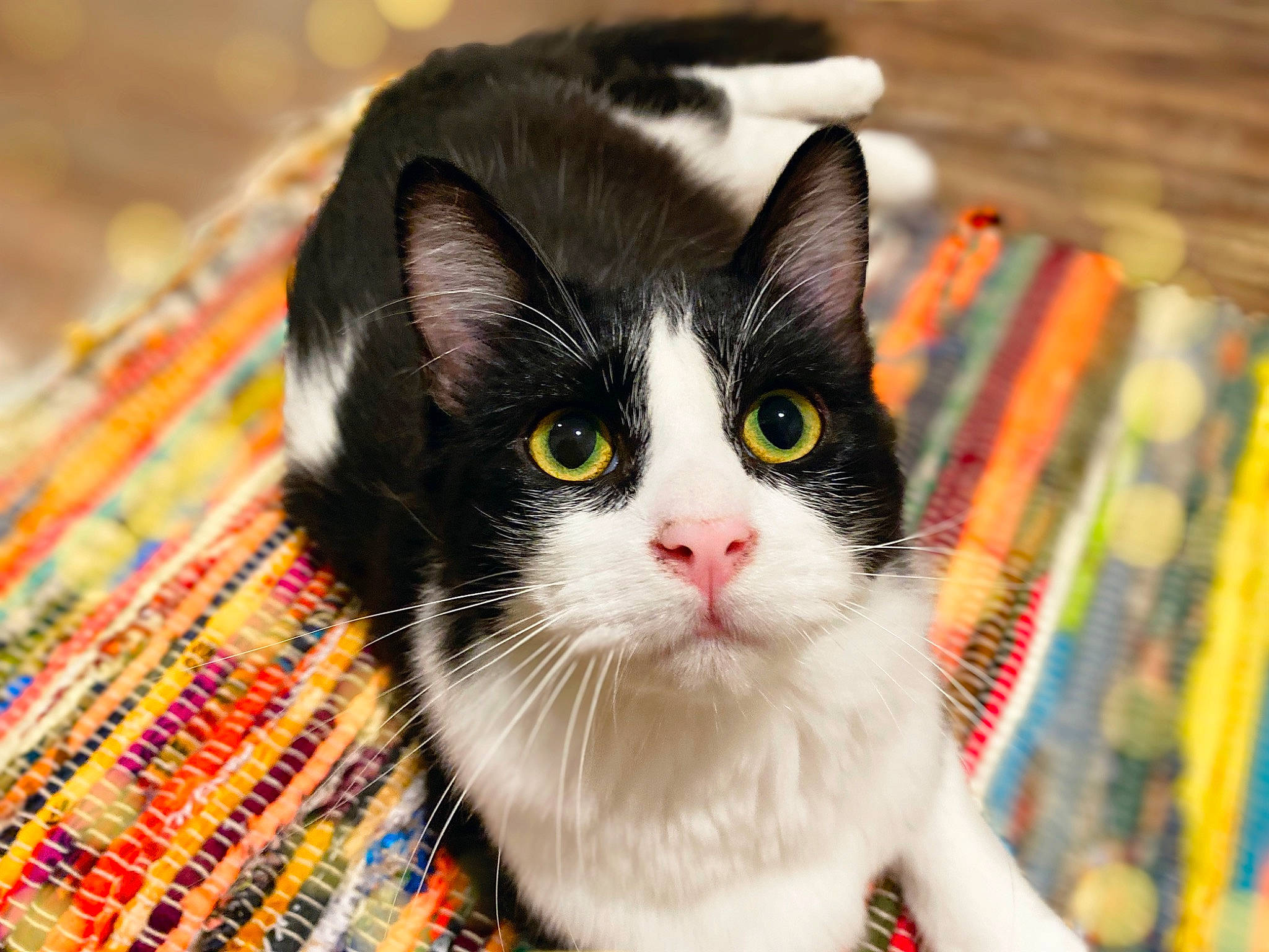 Cruella is registered to the contest to win money with this photo: carnivore, cat, collar, domestic_short_haired_cat, eye, felidae, fur, iris, pattern, pet_supply, plaid, publication, small_to_medium_sized_cats, snout, tail, whiskers, wood, woven_fabric