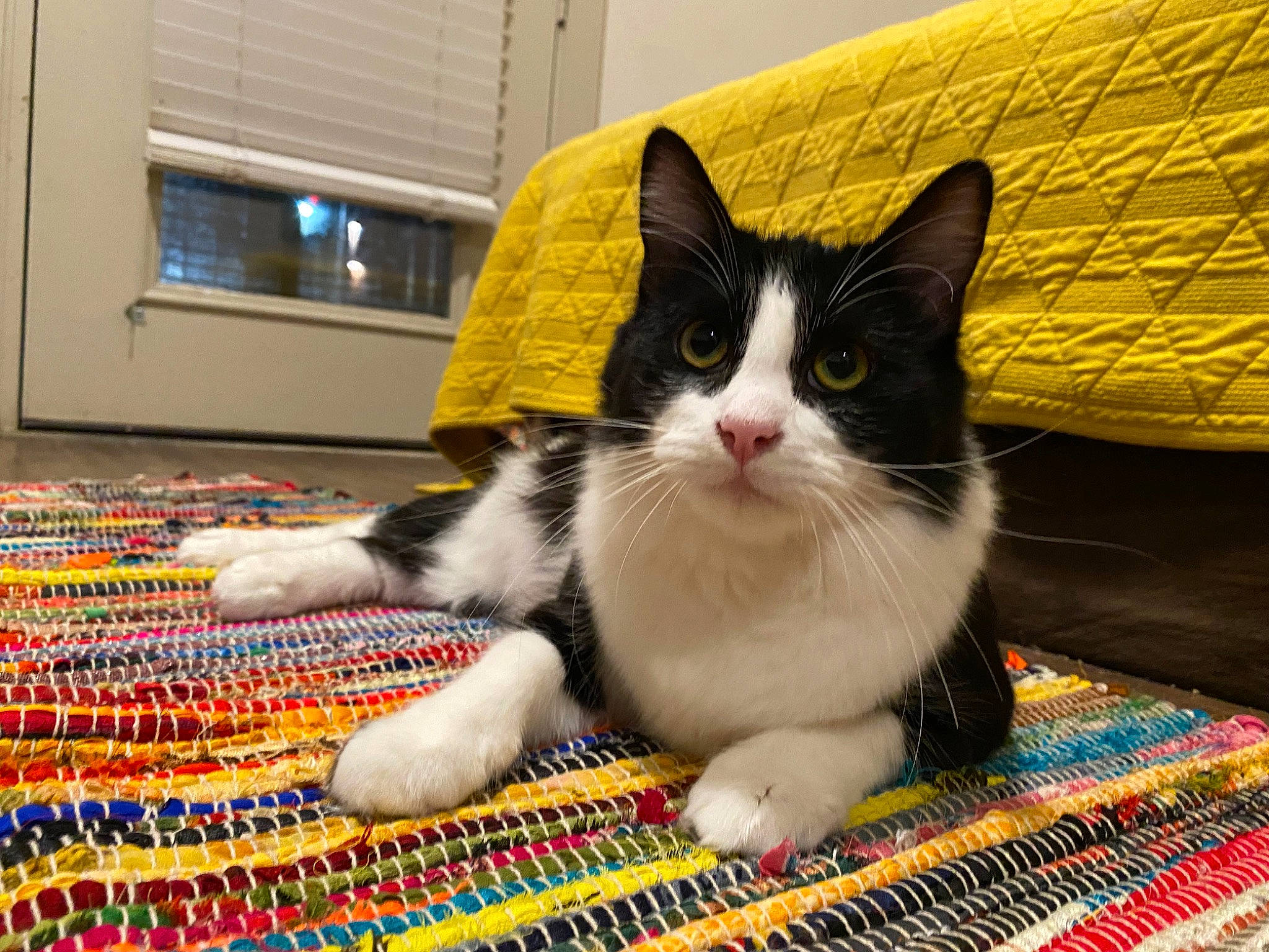 Cruella is registered to the contest to win money with this photo: carmine, carnivore, cat, domestic_short_haired_cat, felidae, flooring, fur, pattern, paw, small_to_medium_sized_cats, tail, textile, whiskers, window, woven_fabric, yellow