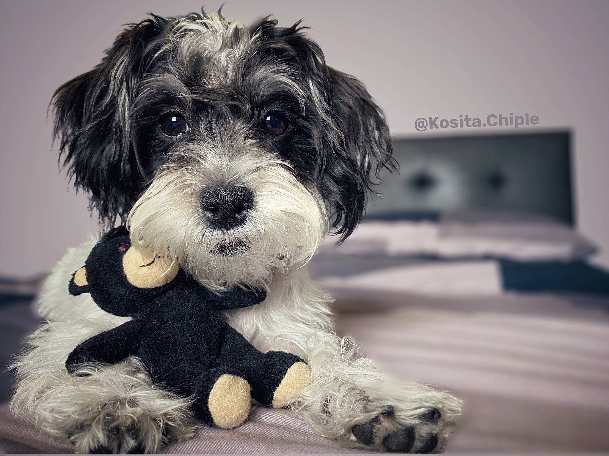 Kosita joined the competition — help win amazing prizes! canidae, carnivore, companion_dog, dog, dog_breed, fur, maltepoo, monochrome, monochrome_photography, paw, poodle_crossbreed, puppy_love, shih_poo, small_terrier, snout, sporting_group, terrier, toy_dog, water_dog, working_animal