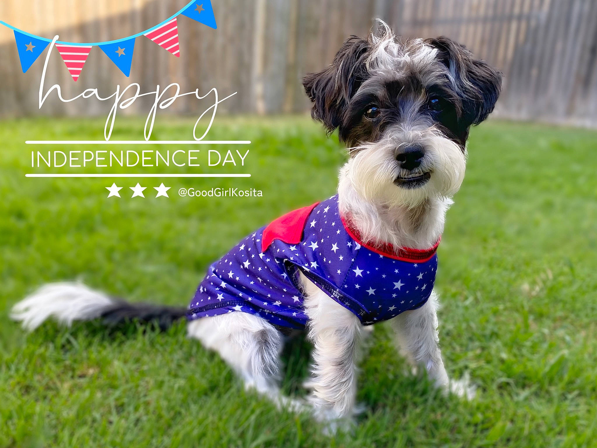 Kosita is registered to the contest to win money with this photo: carnivore, collar, companion_dog, dog, dog_breed, dog_clothes, dog_collar, dog_supply, font, grass, pet_supply, plant, small_terrier, snout, sporting_group, tail, terrier, toy_dog, water_dog, working_animal