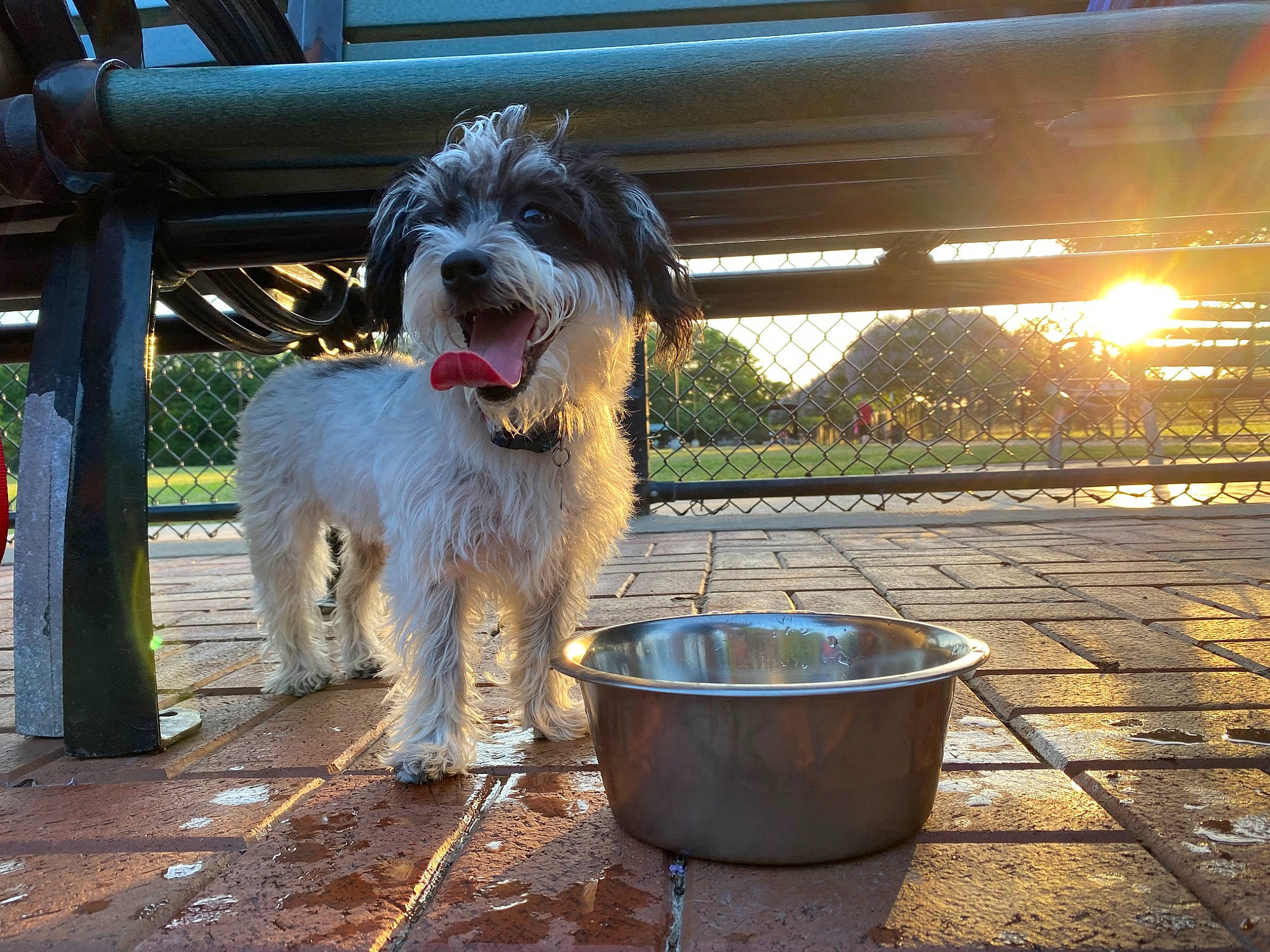 Kosita is registered to the contest to win money with this photo: canidae, carnivore, cockapoo, companion_dog, dog, dog_breed, dog_supply, labradoodle, maltepoo, non_sporting_group, plant, poodle_crossbreed, romanian_mioritic_shepherd_dog, sapsali, small_terrier, sporting_group, terrier, toy_dog, water_dog, working_animal