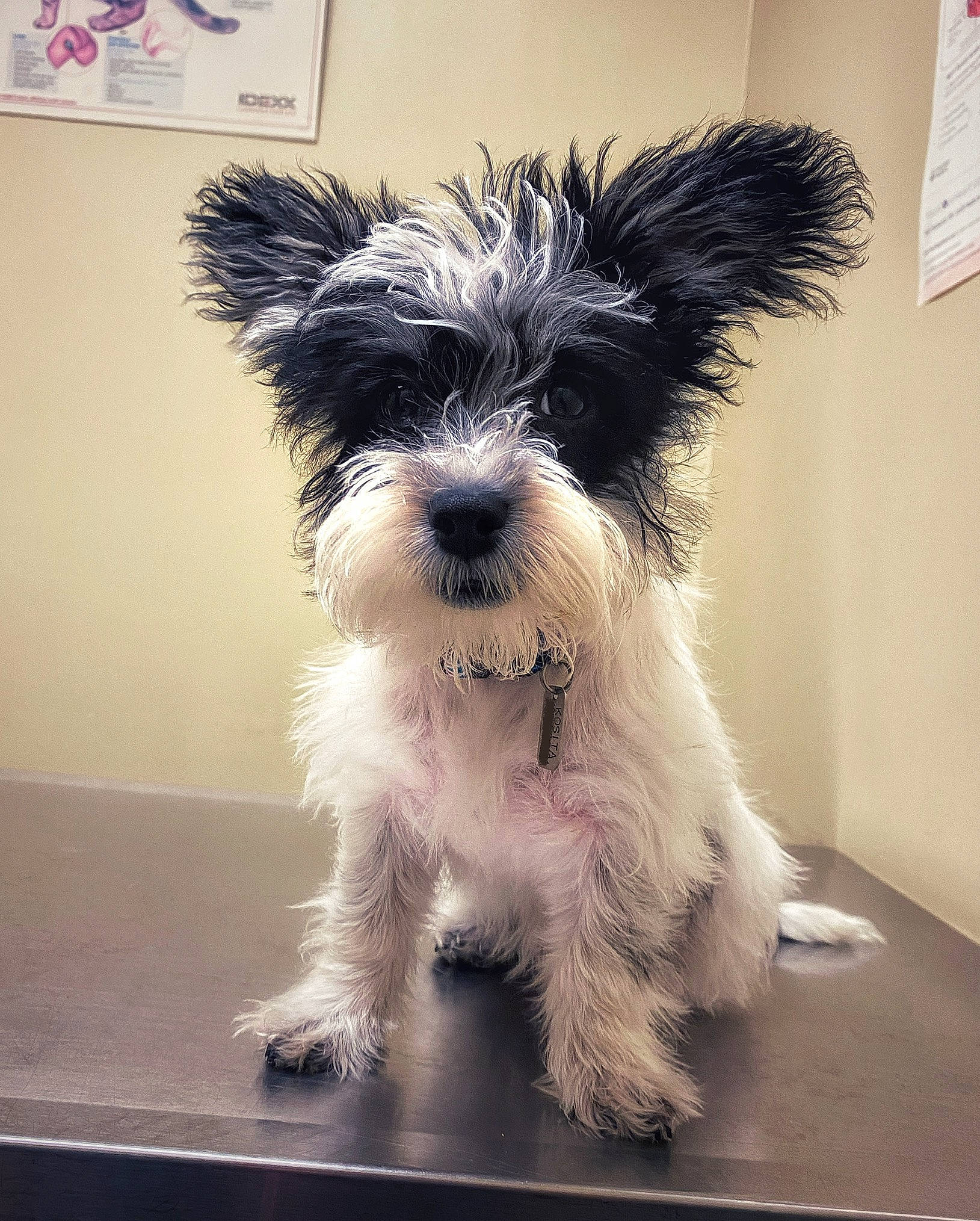 Kosita is registered to the contest to win money with this photo: biewer_terrier, canidae, carnivore, companion_dog, dog, dog_breed, dog_collar, ear, fur, maltepoo, non_sporting_group, paw, schnauzer, small_terrier, snout, sporting_group, tail, terrier, toy_dog, working_animal