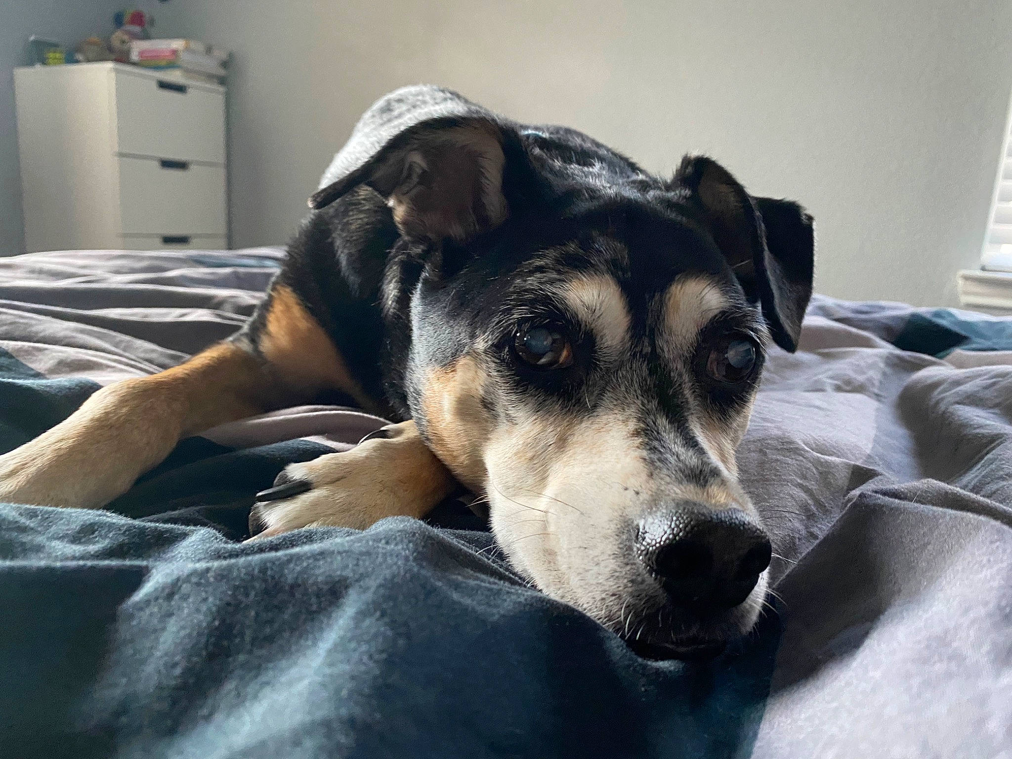 Natty is registered to the contest to win money with this photo: australian_cattle_dog, canidae, carnivore, comfort, companion_dog, couch, dog, dog_breed, fawn, fur, grey, koolie, linens, paw, sporting_group, street_dog, terrestrial_animal, whiskers, working_animal, working_dog