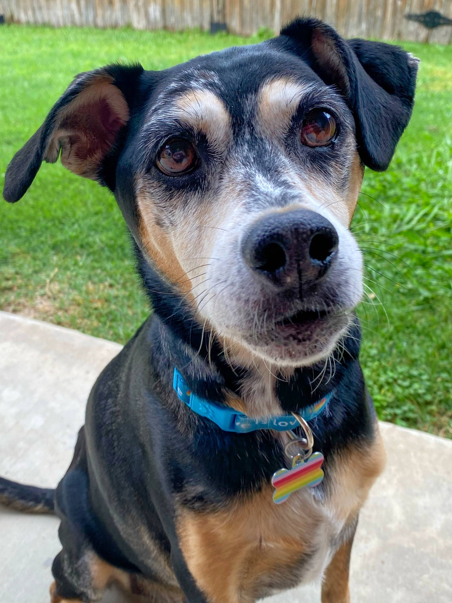 Natty joined the competition — help win amazing prizes! canidae, carnivore, collar, companion_dog, dog, dog_breed, dog_collar, dog_supply, electric_blue, fashion_accessory, fawn, fur, grass, leash, pet_supply, snout, sporting_group, whiskers, working_animal, working_dog