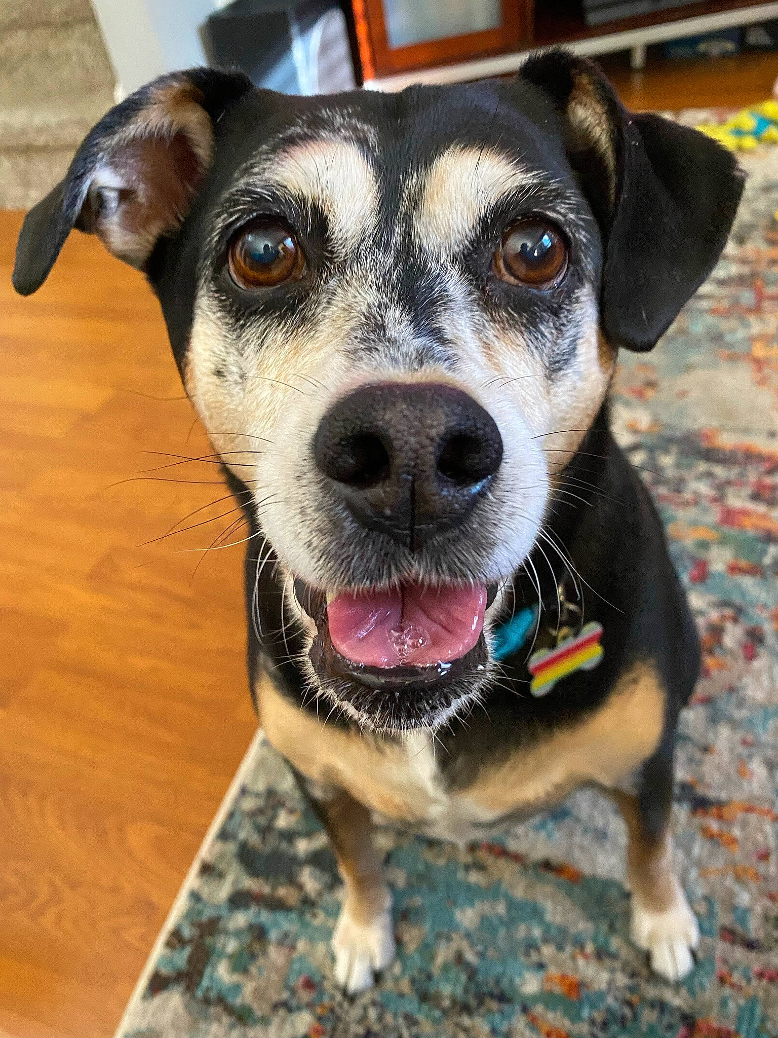 Natty is registered to the contest to win money with this photo: canidae, carnivore, collar, companion_dog, dog, dog_breed, dog_collar, eyewear, fawn, fur, leash, metal, paw, pet_supply, snout, sporting_group, whiskers, wood, working_animal, working_dog