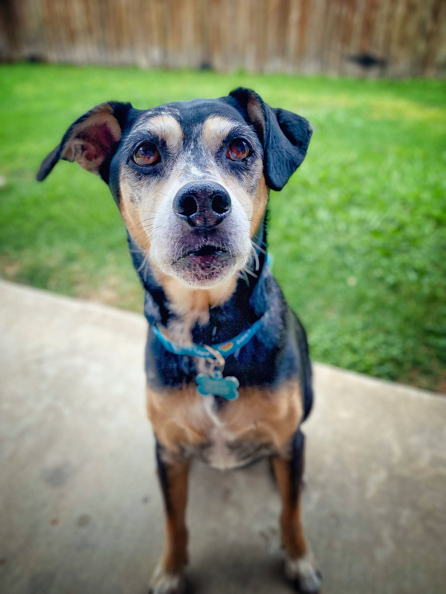 Natty is registered to the contest to win money with this photo: canidae, carnivore, collar, companion_dog, dog, dog_breed, dog_clothes, dog_collar, dog_supply, electric_blue, fawn, grass, leash, pet_supply, plant, snout, sporting_group, whiskers, working_animal, working_dog