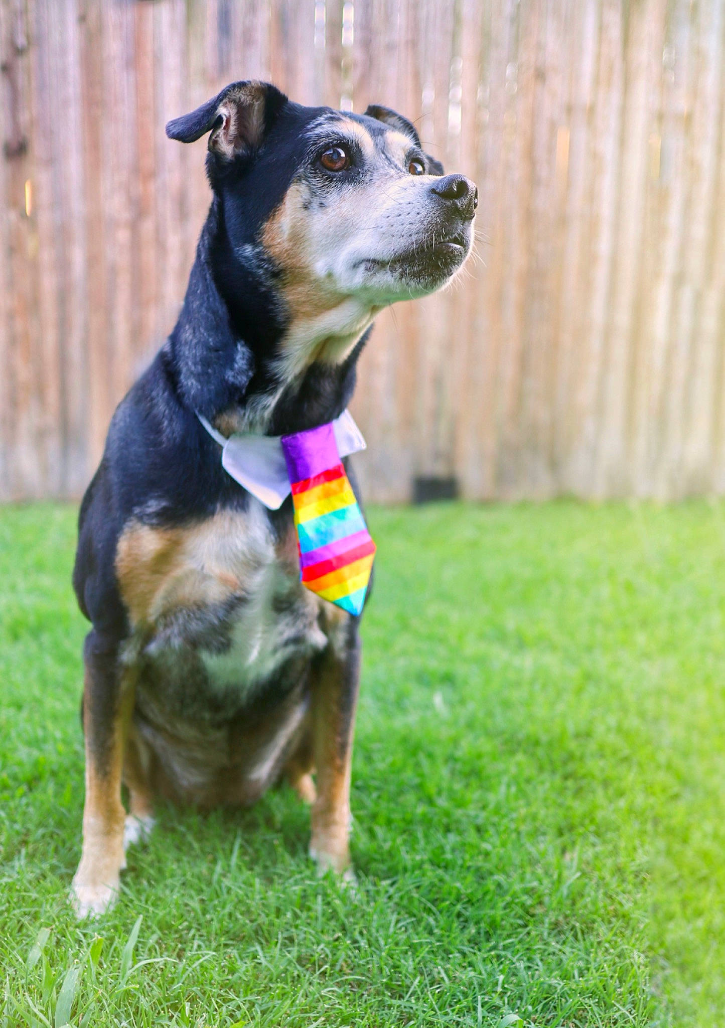 Natty is registered to the contest to win money with this photo: canidae, carnivore, collar, companion_dog, dog, dog_breed, dog_collar, dog_supply, fawn, grass, guard_dog, leash, pet_supply, plant, snout, sporting_group, tail, whiskers, working_animal, working_dog