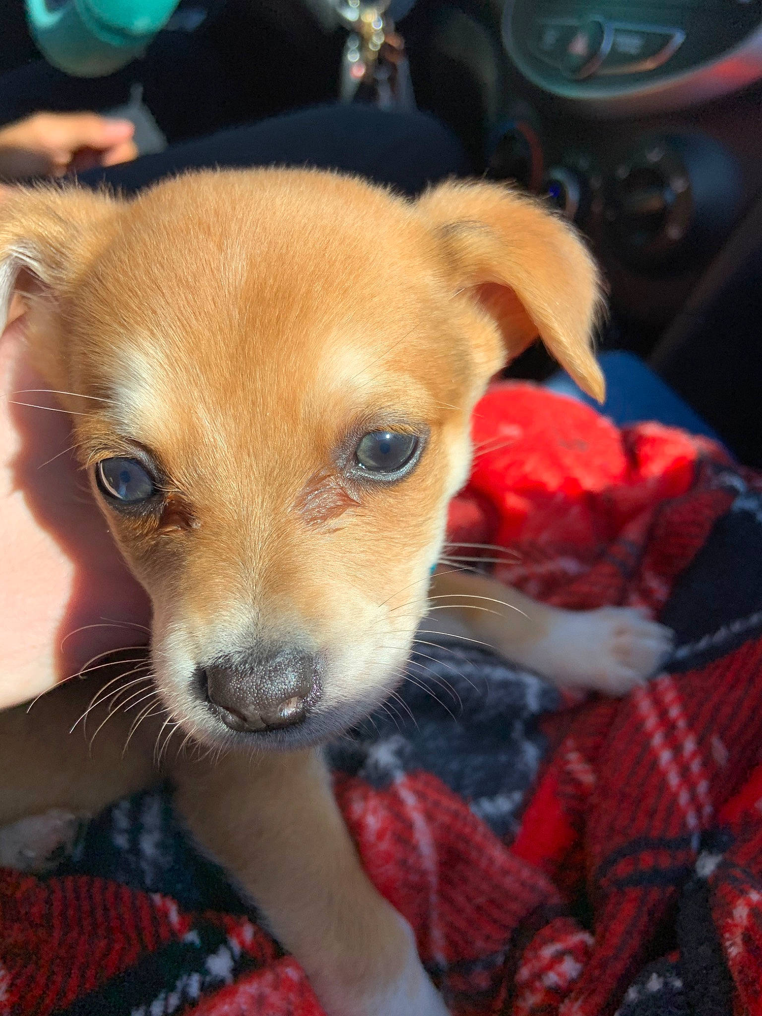 Slinky joined the competition — help win amazing prizes! canidae, carnivore, chihuahua, companion_dog, corgi_chihuahua, dog, dog_breed, fawn, feist, mammal, potcake_dog, puppy, snout, toy_dog, vertebrate, whiskers