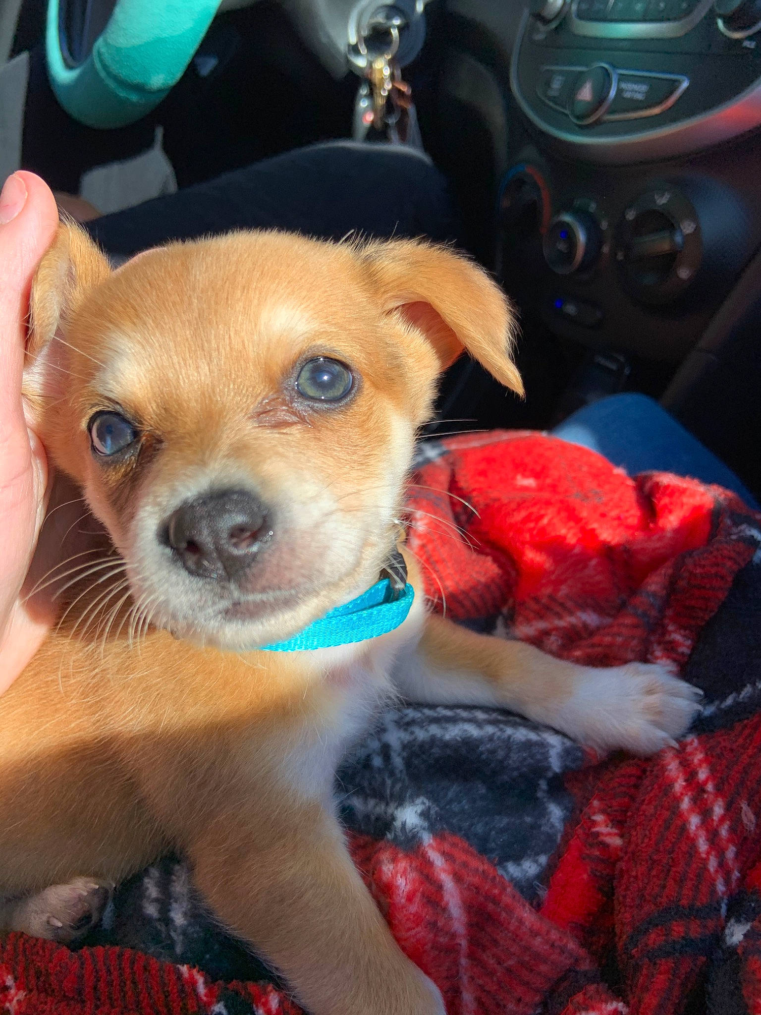 Slinky joined the competition — help win amazing prizes! canidae, carnivore, chihuahua, companion_dog, dog, dog_breed, ear, fawn, mammal, puggle, puppy, puppy_love, rare_breed_dog, snout, sporting_group, toy_dog