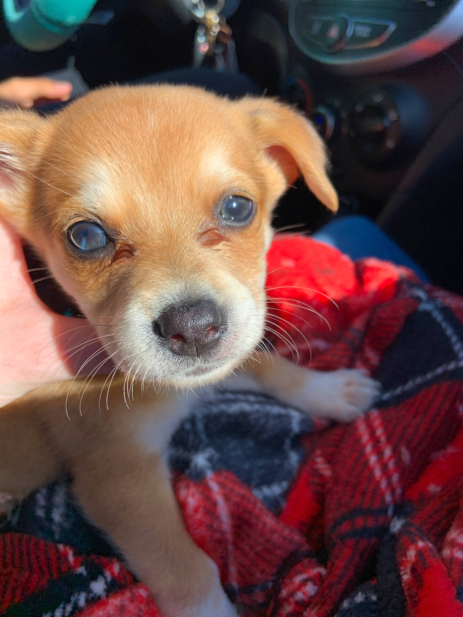 Slinky is registered to the contest to win money with this photo: canidae, carnivore, chihuahua, companion_dog, corgi_chihuahua, dog, dog_breed, fawn, feist, mammal, miniature_fox_terrier, puppy, rare_breed_dog, snout, toy_dog, vertebrate, whiskers