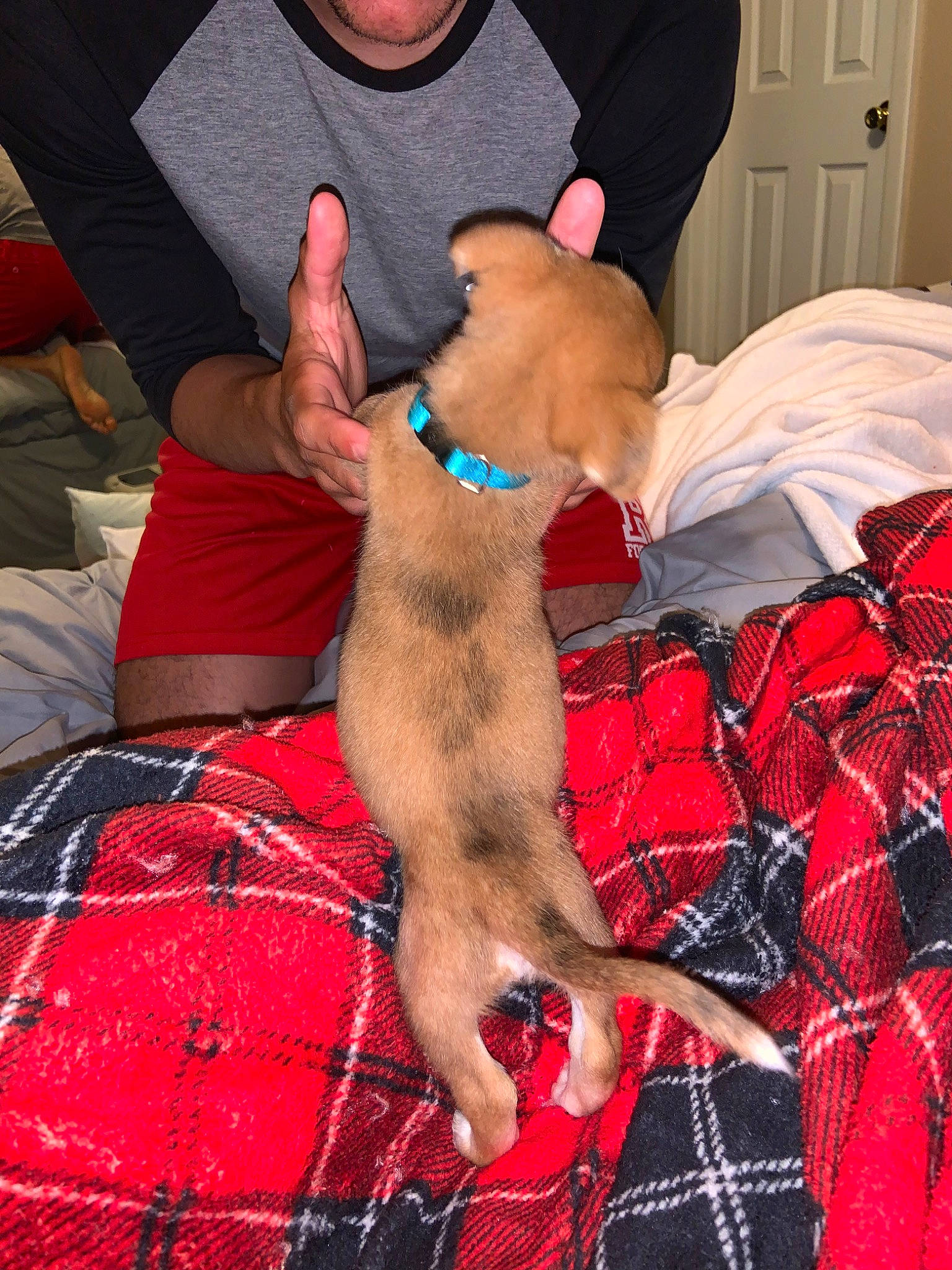 Slinky joined the competition — help win amazing prizes! canidae, carnivore, cat, dog, dog_breed, fawn, feist, italian_greyhound, lurcher, whippet