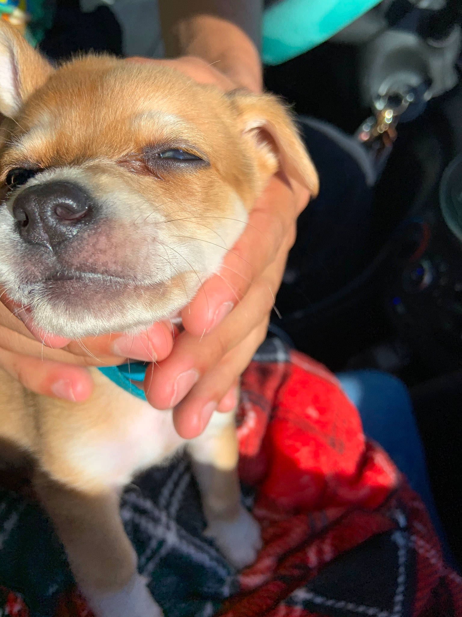 Slinky is registered to the contest to win money with this photo: canidae, carnivore, companion_dog, dog, dog_breed, ear, fawn, mammal, non_sporting_group, puppy, snout, sporting_group, staffordshire_bull_terrier