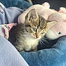 Nala is registered to the contest to win money with this photo: kitten, cat, pet_bed, plush_toy, blanket, indoor, animal, cute, feline, soft, cozy, young, small, fur, whiskers, ears, sitting, resting, curious, domestic_animal