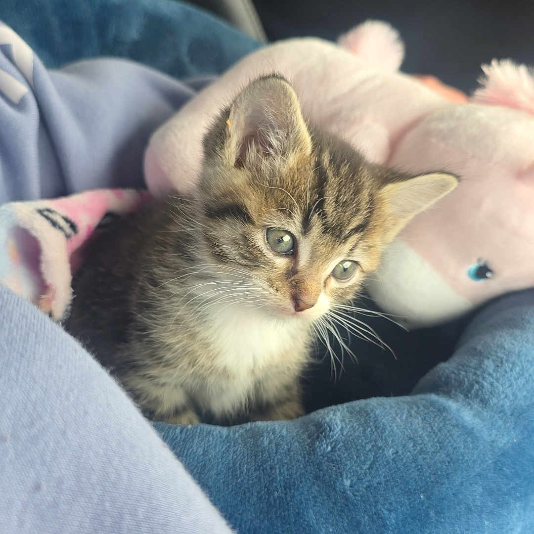 Nala