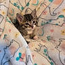 Nala joined the competition — help win amazing prizes! kitten, cat, blanket, cozy, patterned_blanket, animal_print, floral_print, cute, pet, feline, small, fur, indoor, resting, soft, young, eyes, ears, paws, comfort