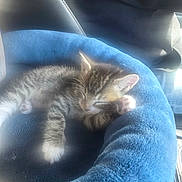 Nala joined the competition — help win amazing prizes! kitten, cat, sleeping, pet_bed, blue, furry, cozy, indoor, resting, cute, small, animal, feline, soft, comfort, nap, domestic, young, whiskers, paws