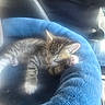 kitten, cat, sleeping, pet_bed, blue, furry, cozy, indoor, resting, cute, small, animal, feline, soft, comfort, nap, domestic, young, whiskers, paws