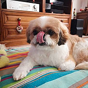 Chouchou participe au concours pour gagner de l'argent avec cette photo : animal, bodypart, cabinet, canine, couch, dog, drawer, electronics, furniture, hardwood, indoors, interiordesign, mouth, person, pet, puppy, shelf, speaker, terrier, wood