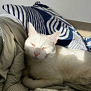 Ulysse participe au concours pour gagner de l'argent avec cette photo : animal, bed, bedding, blue_pillow, cat, closeup, cozy, ears, feline, fur, indoor, pet, pillow, pink_nose, relaxed, resting, striped_bedding, sunlight, whiskers, white_cat